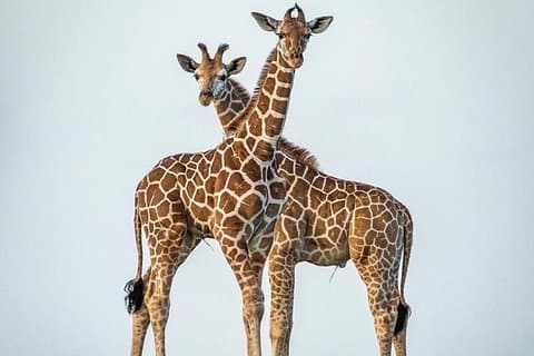 10 Days Hire a Land Cruiser for Tanzania Safari