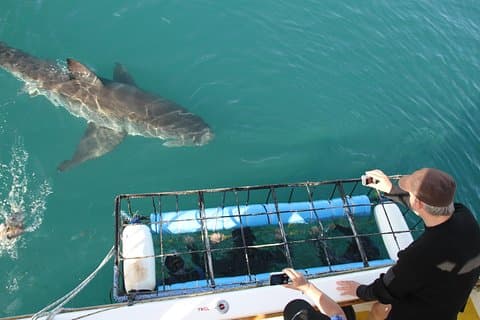 Buceo en jaula de tiburones y tours de observación en Gansbaai