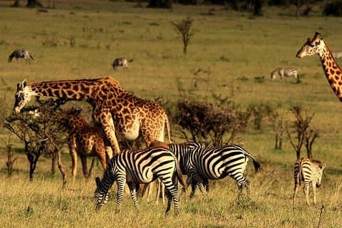 4 dagar djurriket - NAIROBI