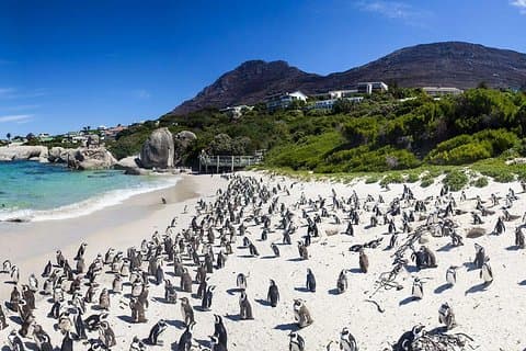 Cape Town Private, visite de pingouin Cape Point