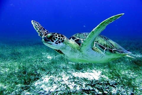 Fajardo Afternoon Snorkeling Adventure Tour
