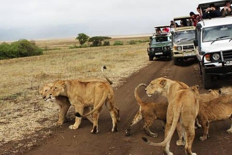 16-daagse Great Adventure Kenya - Tanzania Classic Safari (MINIMUM 2 PAX)