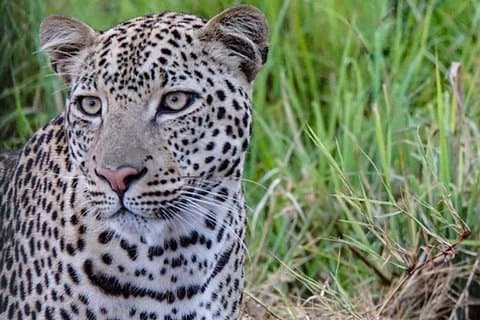 12 dages uganda dyreliv safari med chimpanse og gorillaer