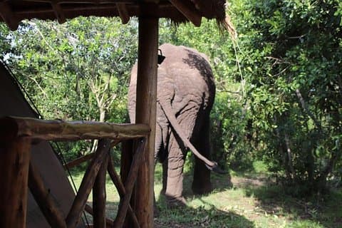 10-daagse budget wildlife safari in West-Oeganda