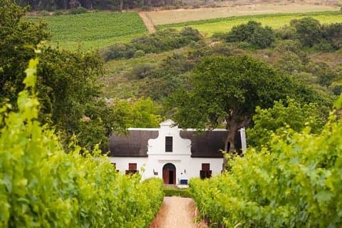 Sip and Savor : A Perfect Half day Wine Escape to Stellenbosch