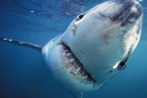 Excursión de buceo con tiburones