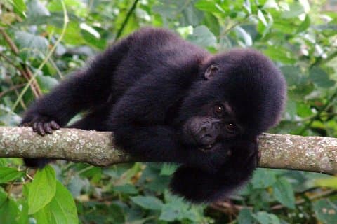9 Tage Uganda Safari