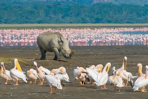 Safari di 7 giorni ad Amboseli, Aberdares, Lake Nakuru e Masai Mara (MINIMO 2 PAX)