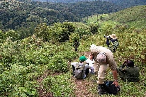 Erstaunliche Gorillas im Nebel