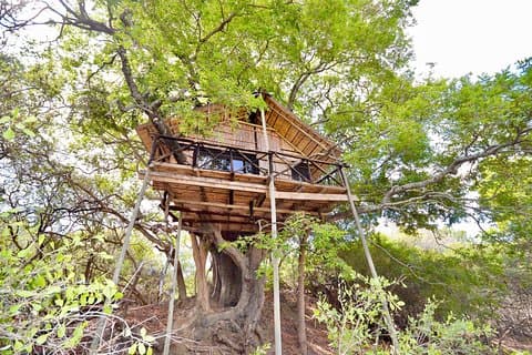 5 dias Lodge e Treehouse Kruger National Park Safari