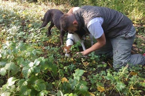 Chasse aux truffes