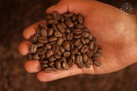 Coffee Paradise at El Paraiso - Upplevelse från Bogota