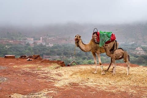 Desert Agafay and Atlas Mountains & Camel ride Day Trip From Marrakech