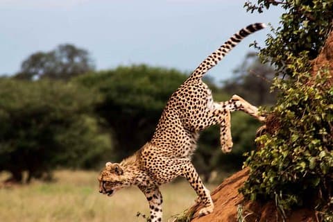 11 jours / 10 nuits Safari privé en groupe