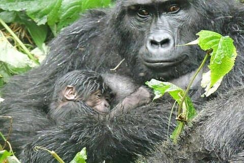 4 días de experiencia gorila en Uganda