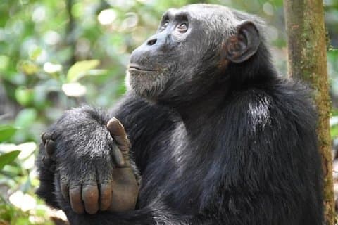 7 dias de experiência exclusiva em gorilas em Uganda