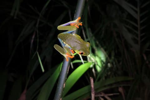 Caminata nocturna por la selva