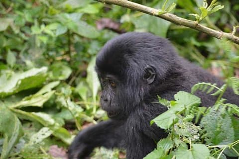 Tracciamento dei primati 6 giorni & Wildlife Game Viewing