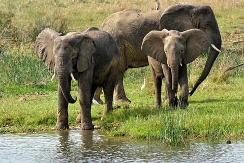 3 dager Murchison Falls Wildlife Safari
