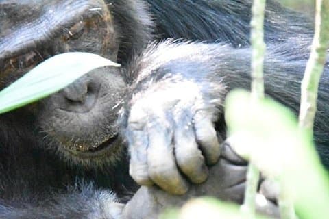 10 Tage klassische Uganda Safari