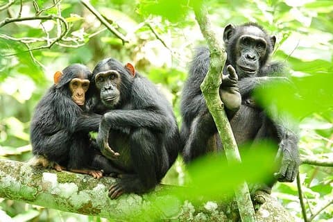 2 dager Rwanda Chimpanzees trekking, Zipline og Canopy Walking Tour