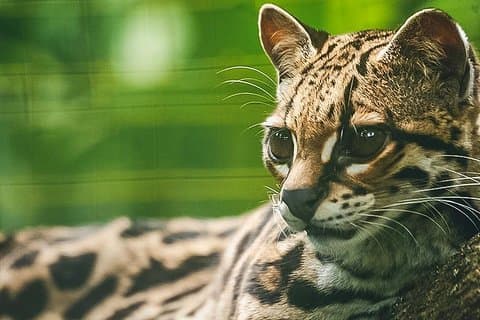 Wildlife Rescue Center Tour i Costa Rica