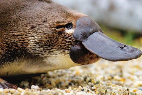 2-tägige Great Ocean Road Tour und Platypus Paddel