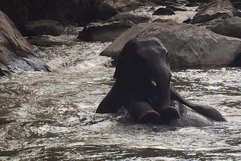 Halve dag Elephants in Nature Experience (ochtend)