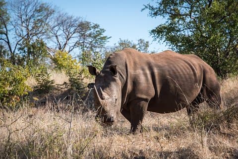 White Rhino Walk in der Mosi oa Tunya