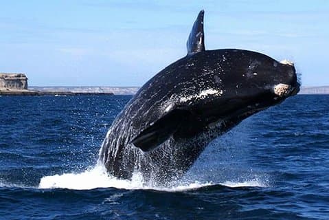 Cape Town: HERMANUS WHALES & WINE Private Full Day Tour