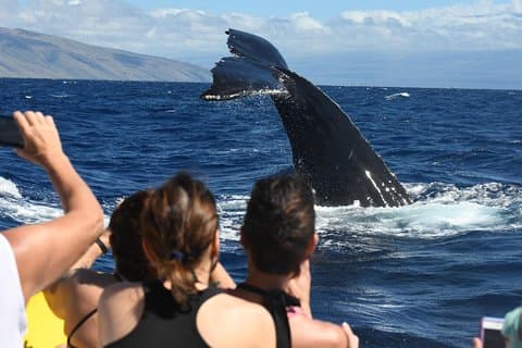3,5 timers whale watch og snorkling