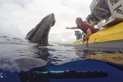 Maui: Ultimate Whale Watch fra Lahaina