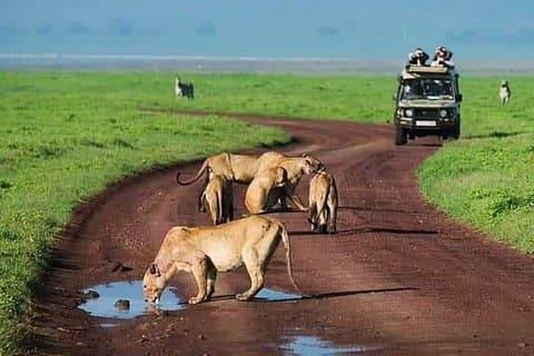 Serengeti nasjonalpark, verneområde ngorongoro 3 dager to netter