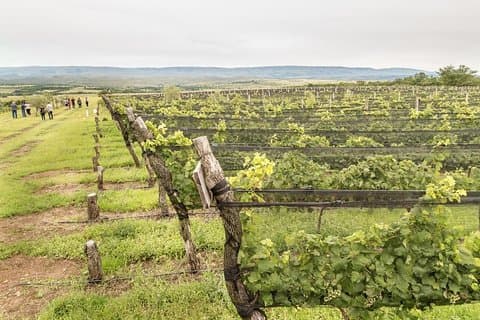 Wine Tour Privado a Calamuchita, Córdoba - Argentina