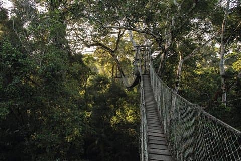 3-dagers Tambopata Amazon jungel tur på Inkaterra Amazónica Reserva