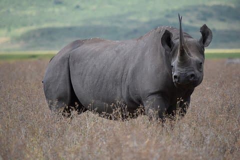 Increíble Safari de 2 días en Tanzania