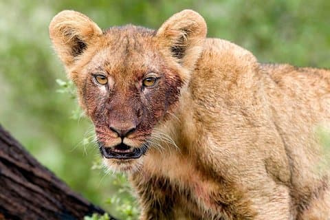 4日間マニヤラ湖国立公園、ンゴロンゴロクレーター、セレンゲティ国立公園。