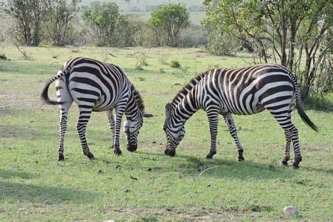 3-tägige Safari