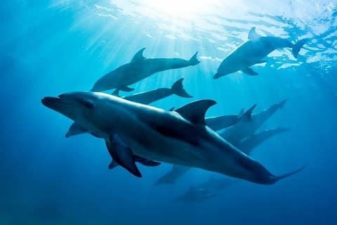 3 heures de nage avec les dauphins et les phoques (NOV-AVR)