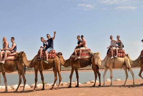 Safari de medio día en camello en Agadir