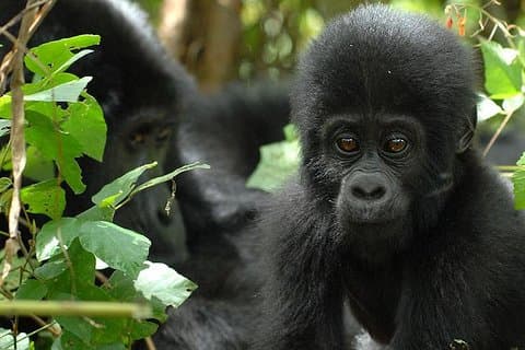3 Tage Gorilla Trekking Expedition Uganda