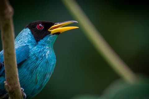 Expérience d'observation des oiseaux du volcan Arenal