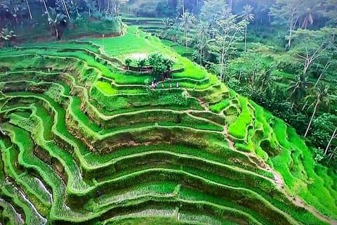 Ubud Nature Tours inkludert kultur, kunst, tempel, vulkan, rismark og show