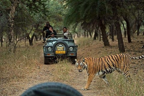 Private 5-tägige Ranthambore Tiger-Tour ab Delhi mit Taj Mahal, Agra und Jaipur