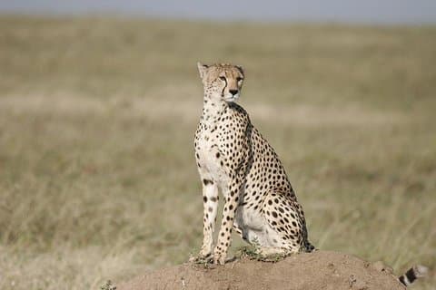 3 Tage Safari im Masai Mara Budget oder Luxus Tour Paket