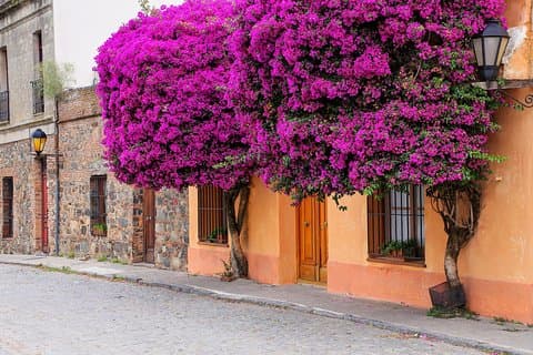 Seværdigheder i Colonia del Sacramento