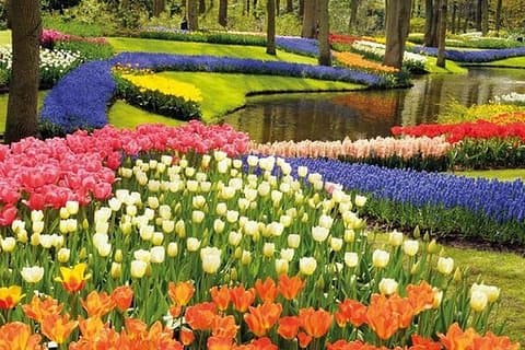 Tour guidato privato di Keukenhof e Delft da Bruxelles per un'intera giornata