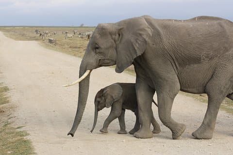 Excursão exclusiva de um dia em Amboseli