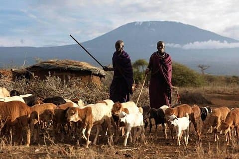Amboseli Day Tour från Nairobi