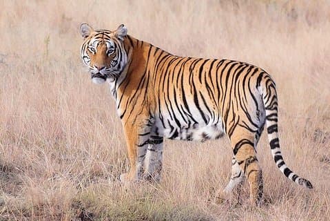 4 nætter 5 dage Jaipur-Ranthambore Tour